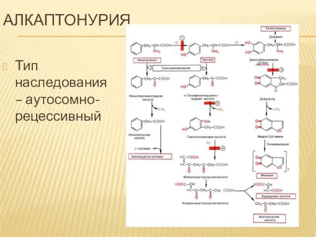 АЛКАПТОНУРИЯ Тип наследования – аутосомно-рецессивный