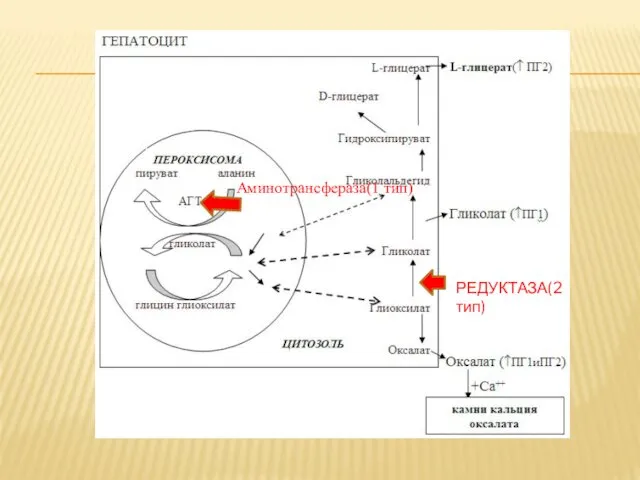 Аминотрансфераза(1 тип) РЕДУКТАЗА(2 тип)