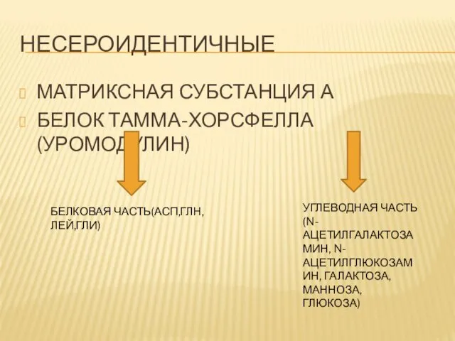 НЕСЕРОИДЕНТИЧНЫЕ МАТРИКСНАЯ СУБСТАНЦИЯ А БЕЛОК ТАММА-ХОРСФЕЛЛА(УРОМОДУЛИН) БЕЛКОВАЯ ЧАСТЬ(АСП,ГЛН,ЛЕЙ,ГЛИ) УГЛЕВОДНАЯ ЧАСТЬ(N-АЦЕТИЛГАЛАКТОЗАМИН, N-АЦЕТИЛГЛЮКОЗАМИН, ГАЛАКТОЗА, МАННОЗА, ГЛЮКОЗА)