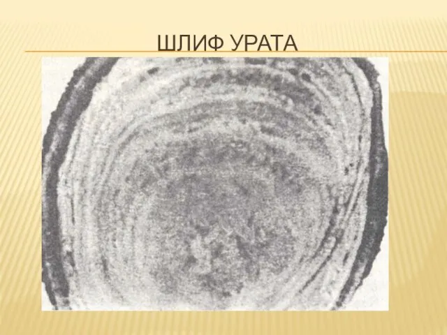 ШЛИФ УРАТА