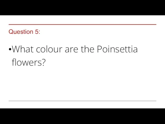 Question 5: What colour are the Poinsettia flowers?