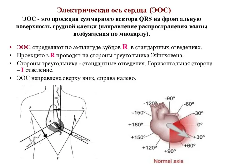 Электрическая ось сердца (ЭОС) ЭОС - это проекция суммарного вектора