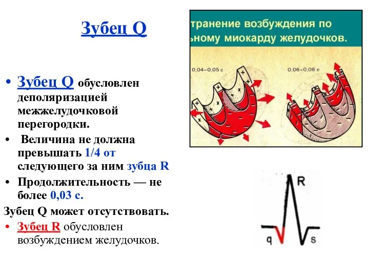 Зубец Q Зубец Q обусловлен деполяризацией межжелудочковой перегородки. Величина не