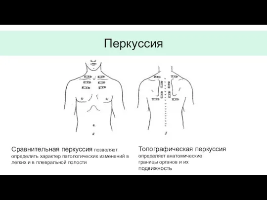 Сравнительная перкуссия позволяет определить характер патологических изменений в легких и