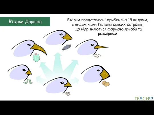 В’юрки Дарвіна В’юрки представлені приблизно 15 видами, є ендеміками Галапагоських