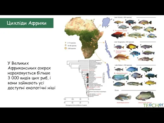Цихліди Африки У Великих Африканських озерах нараховується більше 3 000