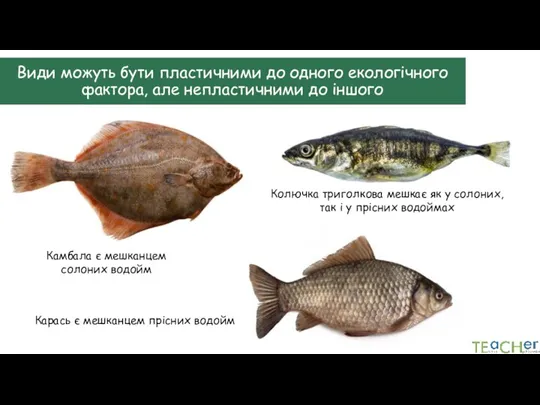 Види можуть бути пластичними до одного екологічного фактора, але непластичними