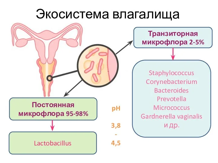 Экосистема влагалища Постоянная микрофлора 95-98% Транзиторная микрофлора 2-5% Lactobacillus Staphylococcus