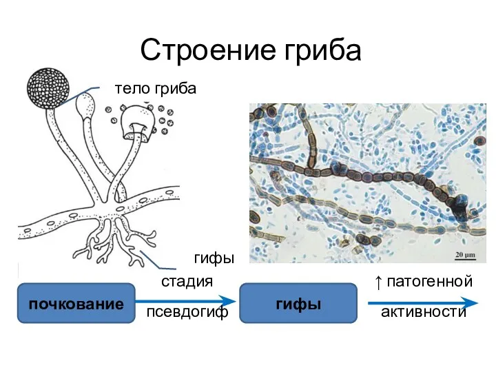 Строение гриба тело гриба гифы почкование гифы ↑ патогенной активности стадия псевдогиф