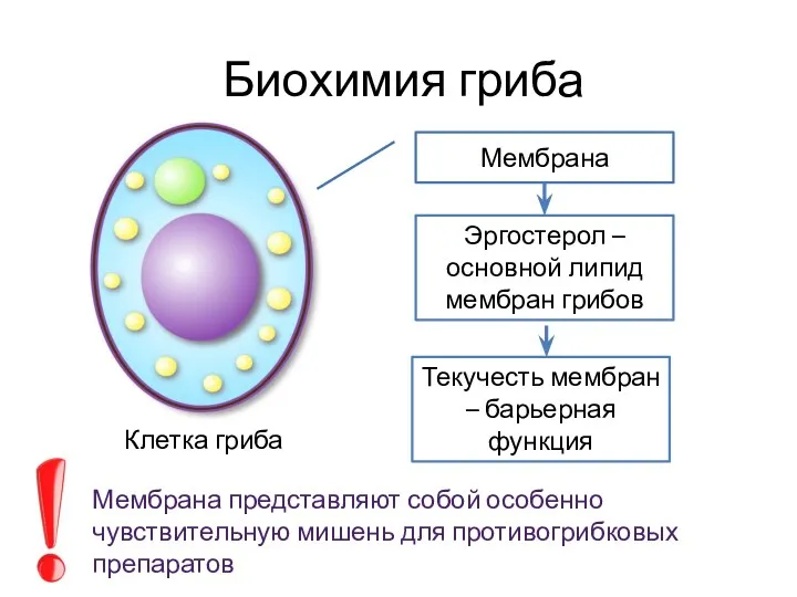 Биохимия гриба Мембрана Эргостерол – основной липид мембран грибов Текучесть