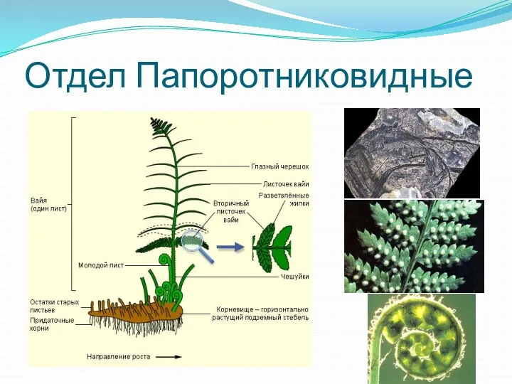Отдел Папоротниковидные