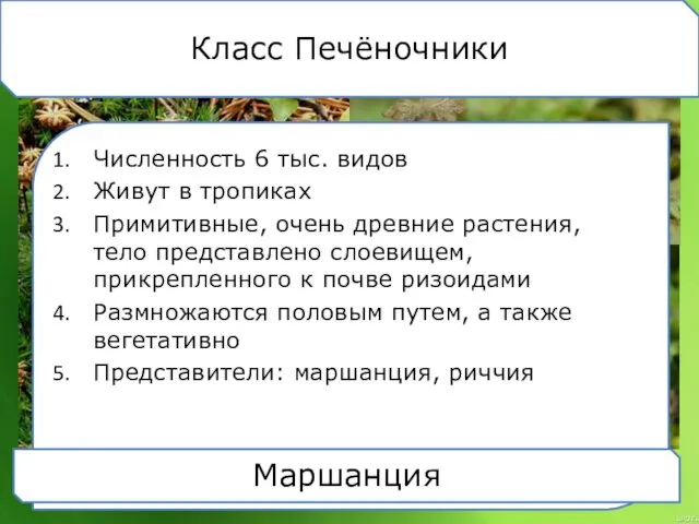 Класс Печёночники Численность 6 тыс. видов Живут в тропиках Примитивные, очень древние растения,