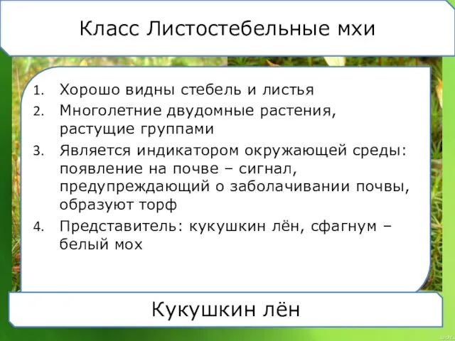 Класс Листостебельные мхи Хорошо видны стебель и листья Многолетние двудомные растения, растущие группами