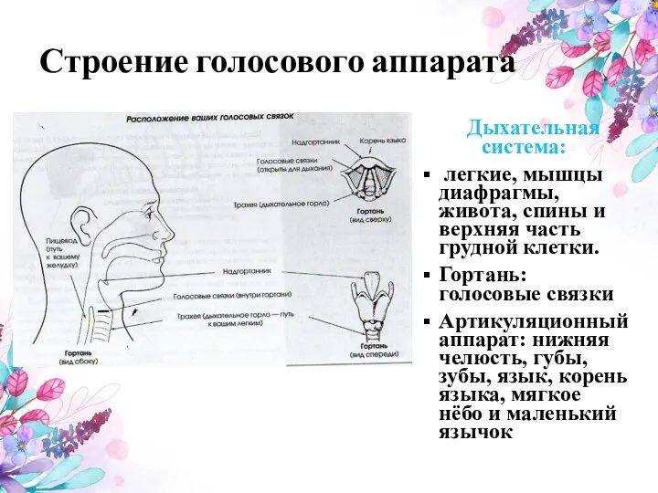 Строение голосового аппарата Дыхательная система: легкие, мышцы диафрагмы, живота, спины