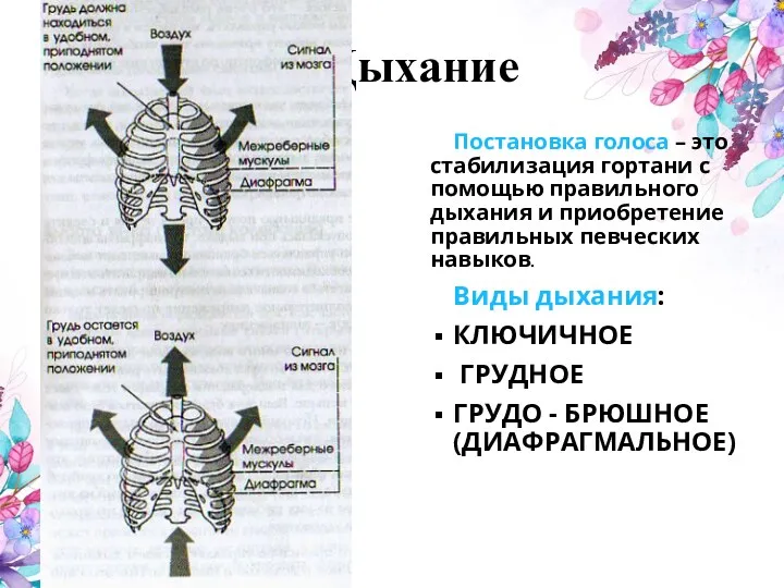 Дыхание Постановка голоса – это стабилизация гортани с помощью правильного