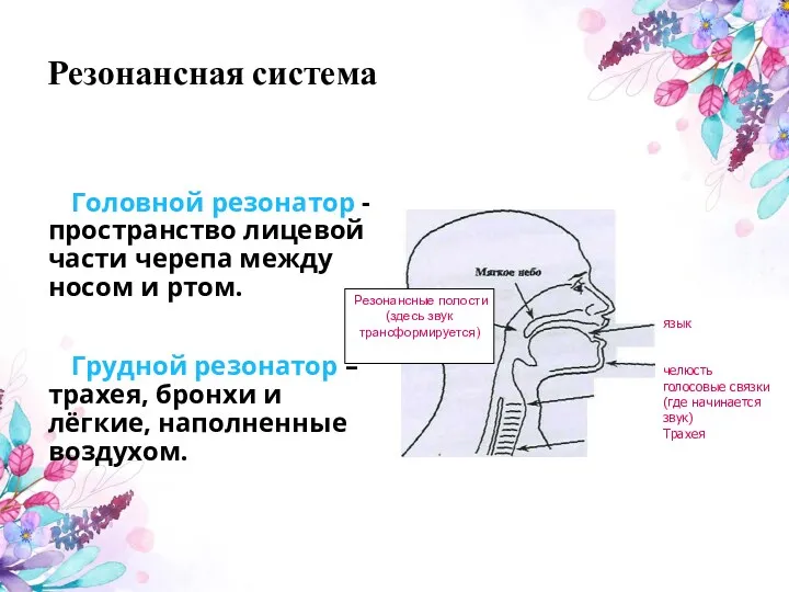 Резонансная система Головной резонатор - пространство лицевой части черепа между