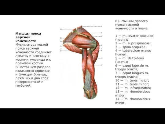 Мышцы пояса верхней конечности Мускулатура костей пояса верхней конечности соединяет лопатку и ключицу