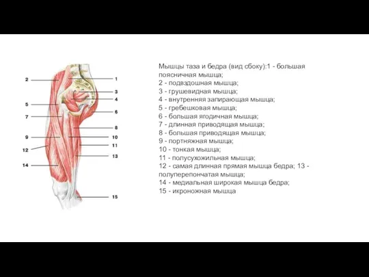 Мышцы таза и бедра (вид сбоку):1 - большая поясничная мышца; 2 - подвздошная