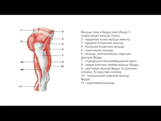 Мышцы таза и бедра (вид сбоку):1 - широчайшая мышца спины; 2 - наружная