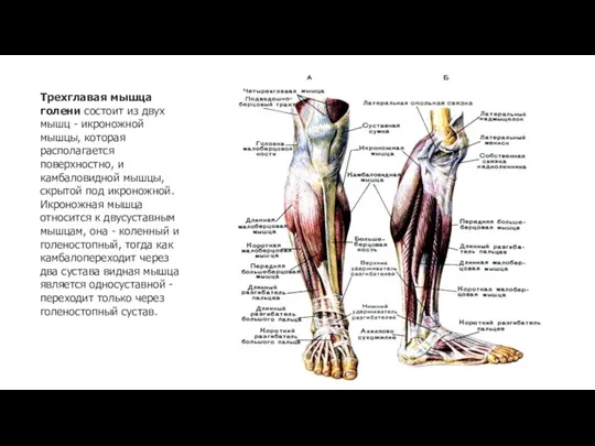 Трехглавая мышца голени состоит из двух мышц - икроножной мышцы, которая располагается поверхностно,
