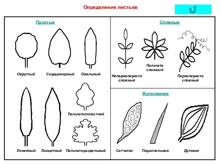 Простые Сложные Определение листьев Округлый Сердцевидный Овальный Линейный Ланцетный Пальчатолопастной