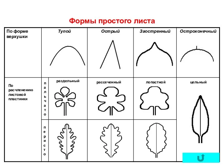 Формы простого листа По расчленению листовой пластинки рассеченный лопастной цельный