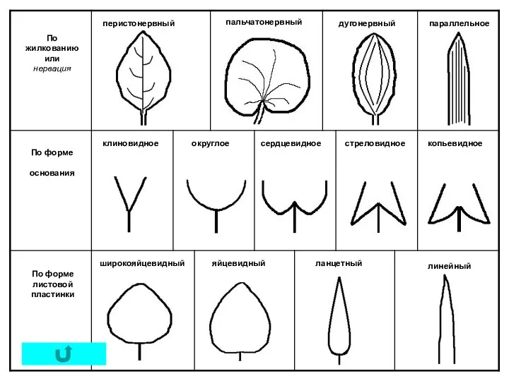 По жилкованию или нервация По форме основания По форме листовой