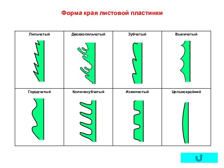 Форма края листовой пластинки