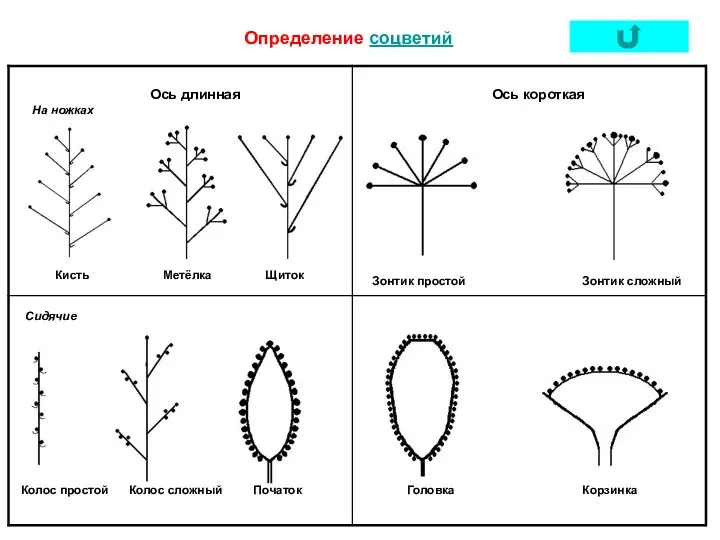 Определение соцветий Ось длинная На ножках Сидячие Кисть Метёлка Щиток