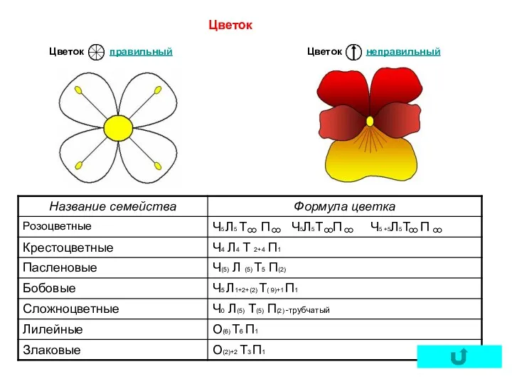 Цветок правильный неправильный Цветок Цветок
