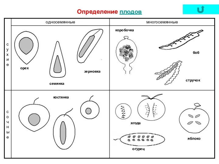 Определение плодов коробочка стручок боб зерновка семянка орех костянка ягода яблоко огурец