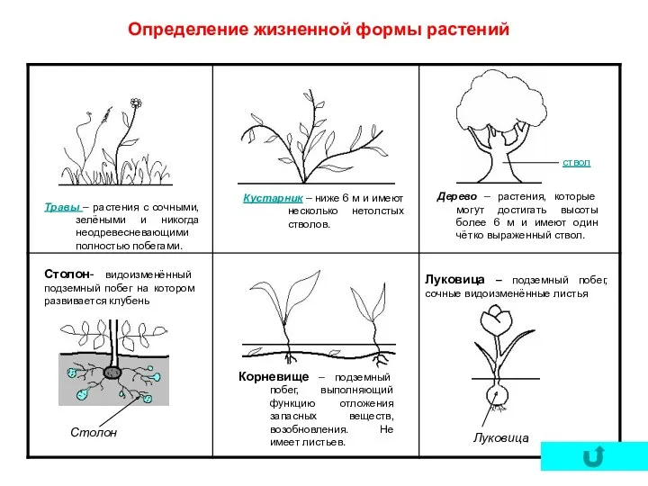 Определение жизненной формы растений Столон- видоизменённый подземный побег на котором развивается клубень