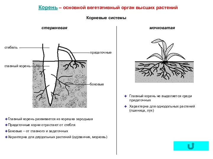 Корень – основной вегетативный орган высших растений Корневые системы Главный