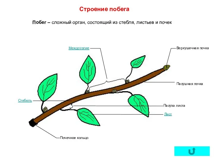 Побег – сложный орган, состоящий из стебля, листьев и почек Строение побега