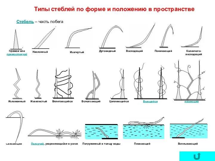 Стебель – часть побега Типы стеблей по форме и положению