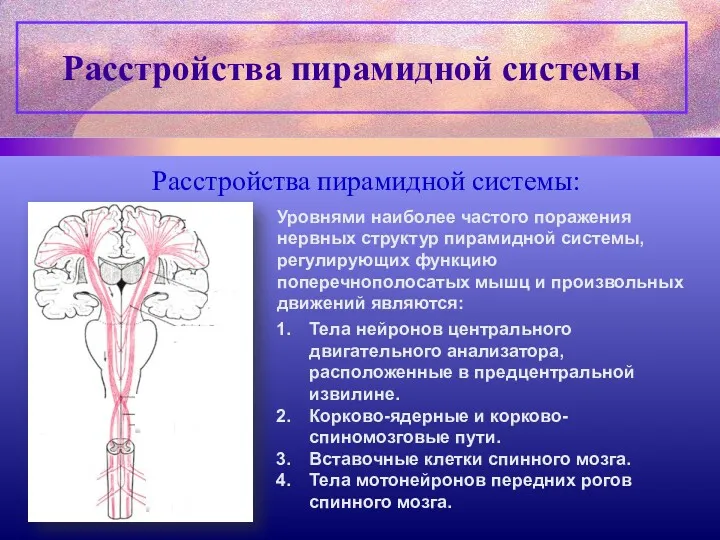 Расстройства пирамидной системы: Уровнями наиболее частого поражения нервных структур пирамидной