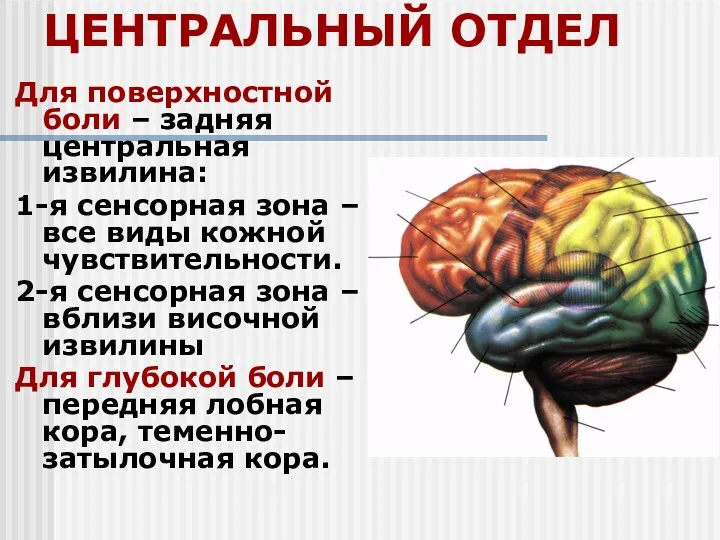 ЦЕНТРАЛЬНЫЙ ОТДЕЛ Для поверхностной боли – задняя центральная извилина: 1-я