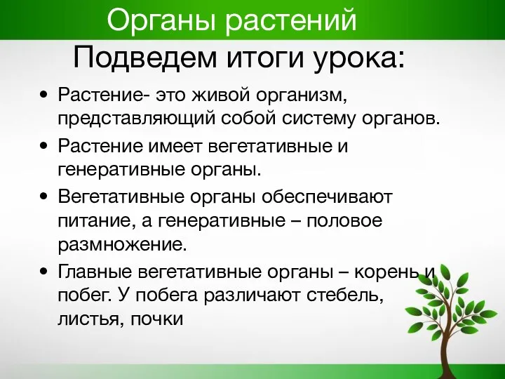 Органы растений Подведем итоги урока: Растение- это живой организм, представляющий