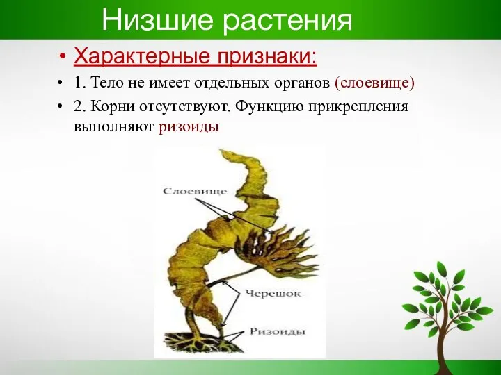 Низшие растения Характерные признаки: 1. Тело не имеет отдельных органов (слоевище) 2. Корни