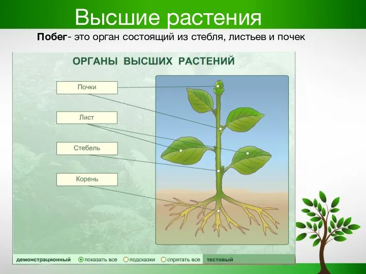Высшие растения Побег- это орган состоящий из стебля, листьев и почек