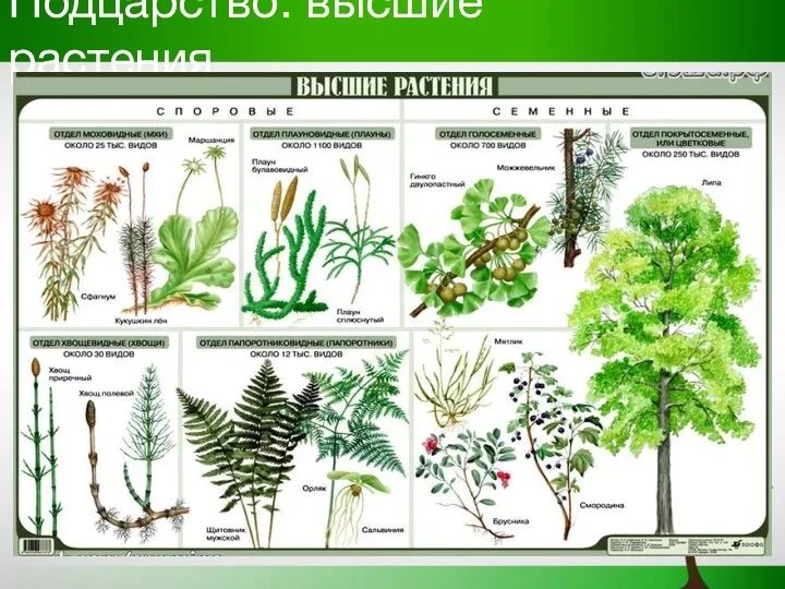 Подцарство: высшие растения