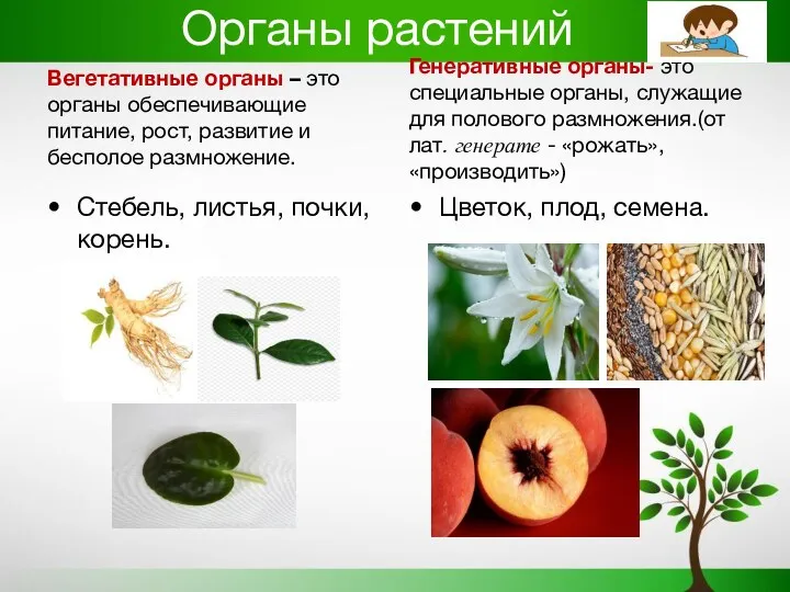 Органы растений Вегетативные органы – это органы обеспечивающие питание, рост, развитие и бесполое