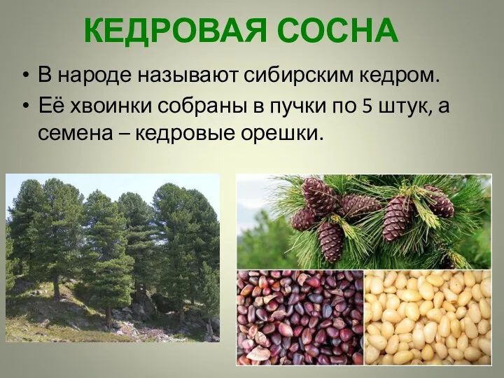 КЕДРОВАЯ СОСНА В народе называют сибирским кедром. Её хвоинки собраны в пучки по