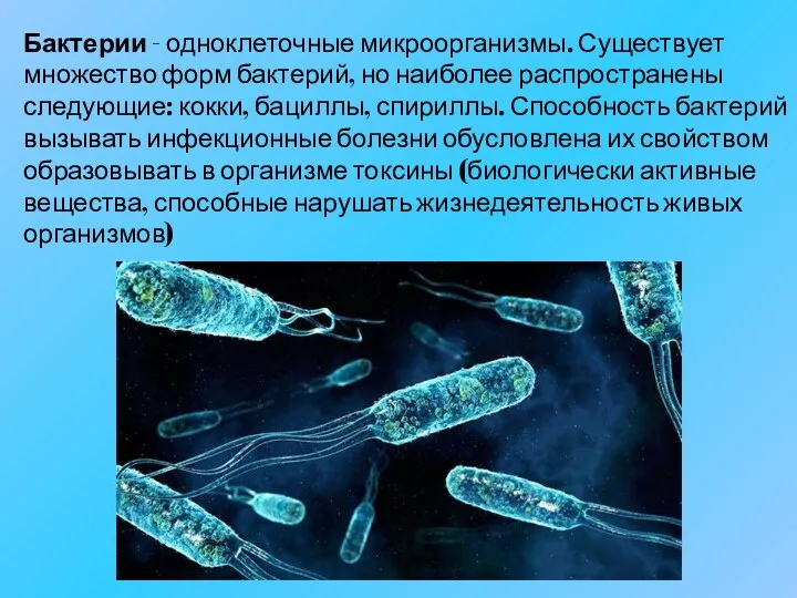 Бактерии - одноклеточные микроорганизмы. Существует множество форм бактерий, но наиболее