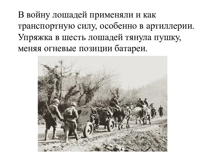 В войну лошадей применяли и как транспортную силу, особенно в