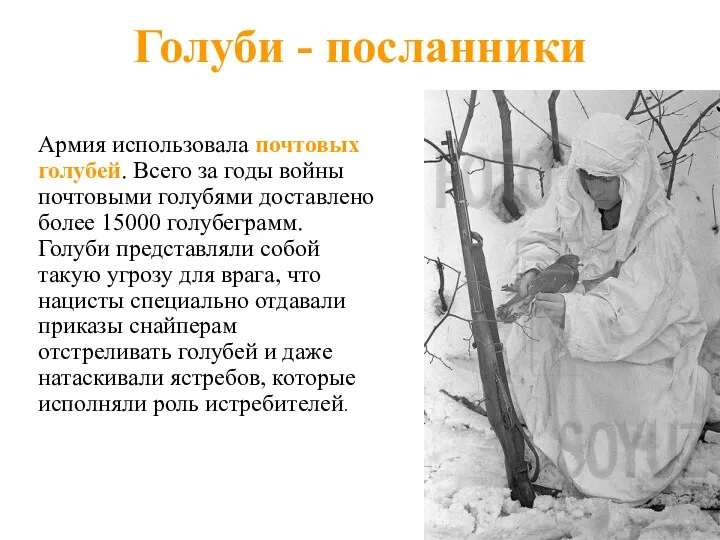 Голуби - посланники Армия использовала почтовых голубей. Всего за годы