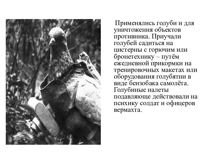 Применялись голуби и для уничтожения объектов противника. Приучали голубей садиться