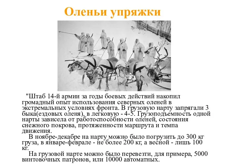 Оленьи упряжки "Штаб 14-й армии за годы боевых действий накопил