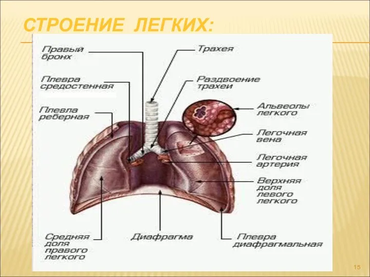 СТРОЕНИЕ ЛЕГКИХ: