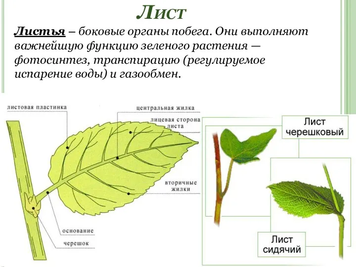 Лист Листья – боковые органы побега. Они выполняют важнейшую функцию